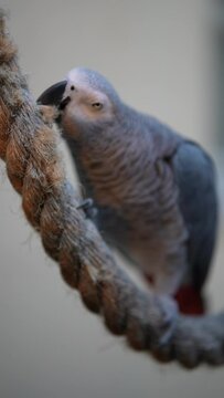 Vertical video: Funny parrot gnawing rope slowmotion 4K 10bit HDR