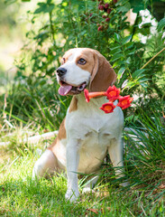 Portrait of a cute beagle dog on a green lawn