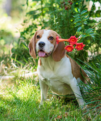 Portrait of a cute beagle dog on a green lawn