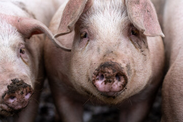 Portrait shot of a Pig looking directly at the Kamera