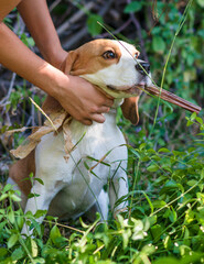 Portrait of a cute beagle dog on a green lawn