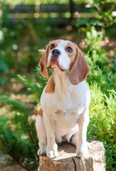 Portrait of a cute beagle dog on a green lawn