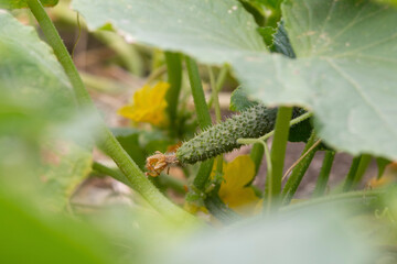 A young cucumber with a flower growing on a bush between the leaves. The gherkin grows in the open ground on a bed. Growing cucumbers