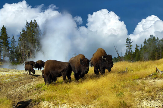 Bisons im Yellowstone NP