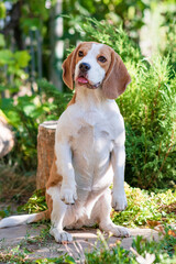 Portrait of a cute beagle dog on a green lawn