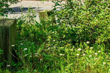 Faeder Lake Yoho National Park British Columbia Canada