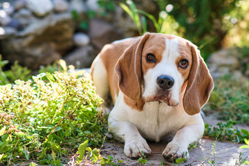 Portrait of a cute beagle dog on a green lawn