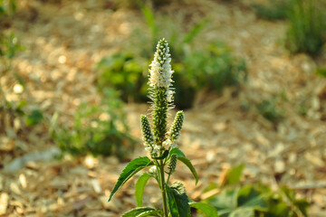 Veronica longifolia plant with white flowers and green leaves close-up against the background of green grass patches in bokeh