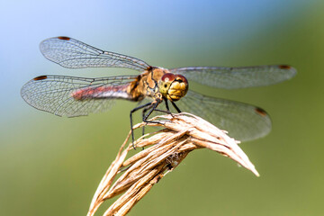 Dragonfly
