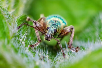 Nettle Bug