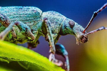 Nettle Bug