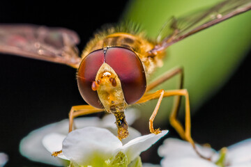 Hoverfly and compound eyes