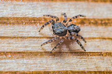 Tiny jumping spider on wood