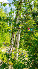 Nels Nelson Mount Revelstoke National Park British Columbia Canada