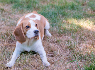 Portrait of a cute beagle dog on a green lawn