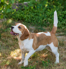 Portrait of a cute beagle dog on a green lawn