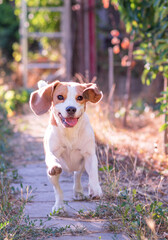 playfull funny beagle dog