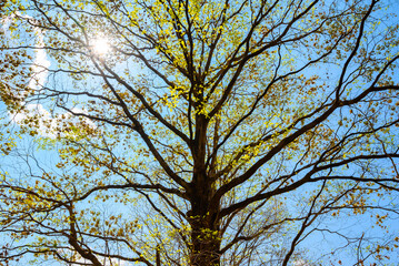 Summer Tree, an old tree budding small yellow leaves in summer with the sun shinning on blue sky