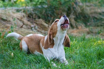Portrait of a cute beagle dog on a green lawn