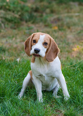 Portrait of a cute beagle dog on a green lawn