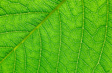Obraz premium Green leaf close up, background. Macro