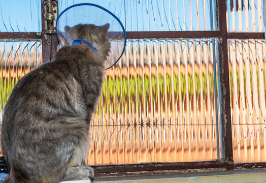 Young gray striped cat on top of a window looking out through the glass. Cat with plastic veterinary cone or E-Collar (Elizabethan Collar) on head for recovery after neutering surgery.
