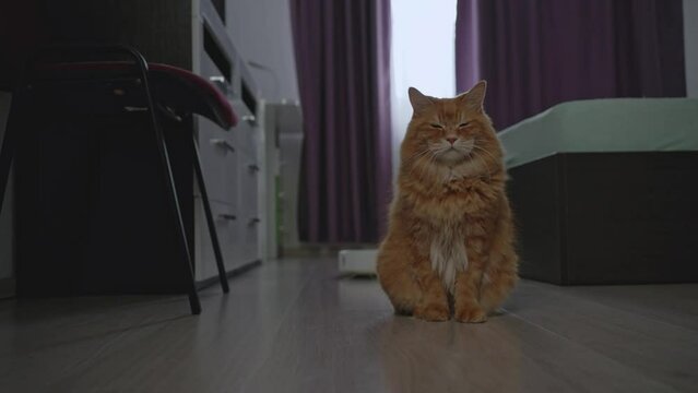The robot vacuum cleaner scared and drove away the red cat