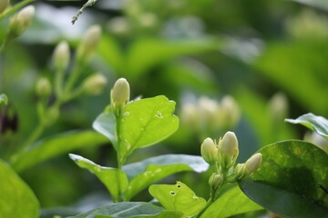 lily of the valley in spring