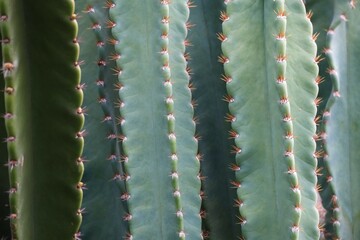 close up of cactus