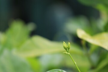 Fototapeta na wymiar close up of a green plant