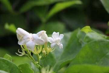 white and pink flower