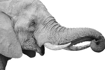 elephant head isolated on white background, black and white