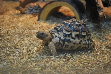 turtle in the zoo © TK_Office