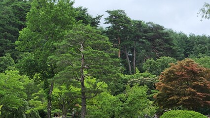 배경