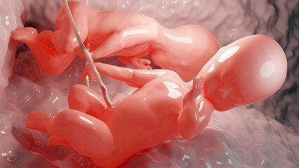 3d rendered medically accurate illustration of twins in the womb, Monozygotic twins in uterus with single placenta, Human twin fetuses, prenatal growing baby, pregnancy health and fetal,  - obrazy, fototapety, plakaty