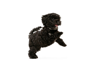 Portrait of fluffy curly black Maltipoo dog posing isolated over white background. Concept of animal, care, vet, active lifestyle