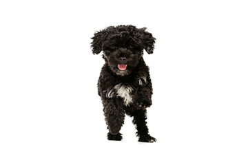 One cute doggy, fluffy curly black Maltipoo dog posing isolated over white background. Concept of animal, care, vet, active lifestyle