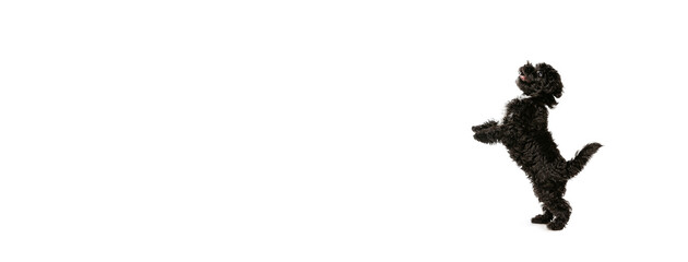 Flyer with fluffy curly black Maltipoo dog posing isolated over white background. Concept of animal, care, vet, active lifestyle