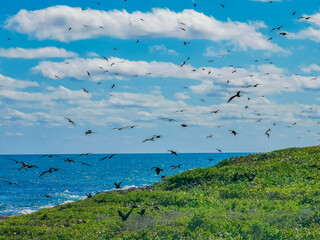 Fregat birds flock fly blue sky background Contoy island Mexico.