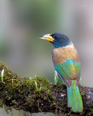 Great Barbet