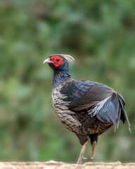 Kalij pheasant (Male)