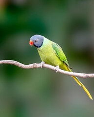 Slaty-headed parakeet