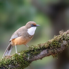 White-throated Laughingthrush