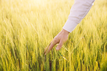 A farmer's hand on a wheat field in Ukraine. The concept of grain export blockade - obrazy, fototapety, plakaty