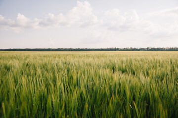 Landscape of a field of young fresh wheat in Ukraine