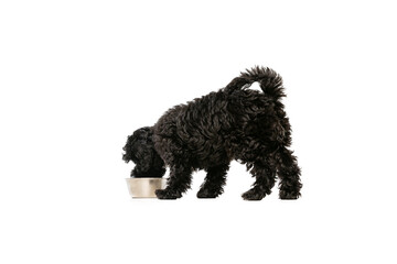 Studio shot of cute puppy of Maltipoo dog eating from bowl isolated over white background. Concept of animal, care, vet, active lifestyle