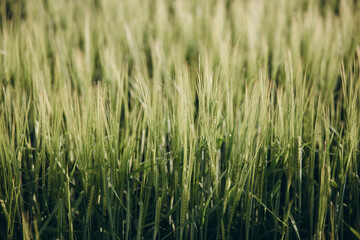Landscape of a field of young fresh wheat in Ukraine