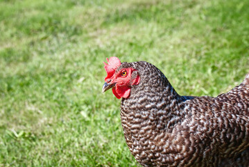 Hen with red crest at farm yard, Czech dominant breed. Poultry farming, chicken head. Chicken in coop, hen at farm. Farm poultry concept. Dominant chickens are a highly productive breed of laying hens