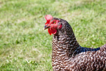 Hen with red crest at farm yard, Czech dominant breed. Poultry farming, chicken head. Chicken in coop, hen at farm. Farm poultry concept. Dominant chickens are a highly productive breed of laying hens