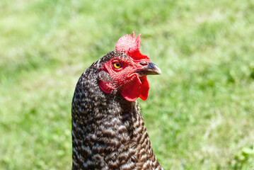 Hen with red crest at the garden, Czech dominant breed. Poultry farming, chicken in coop, hen at farm. Farm poultry concept. Dominant chickens are a highly productive breed of laying hens